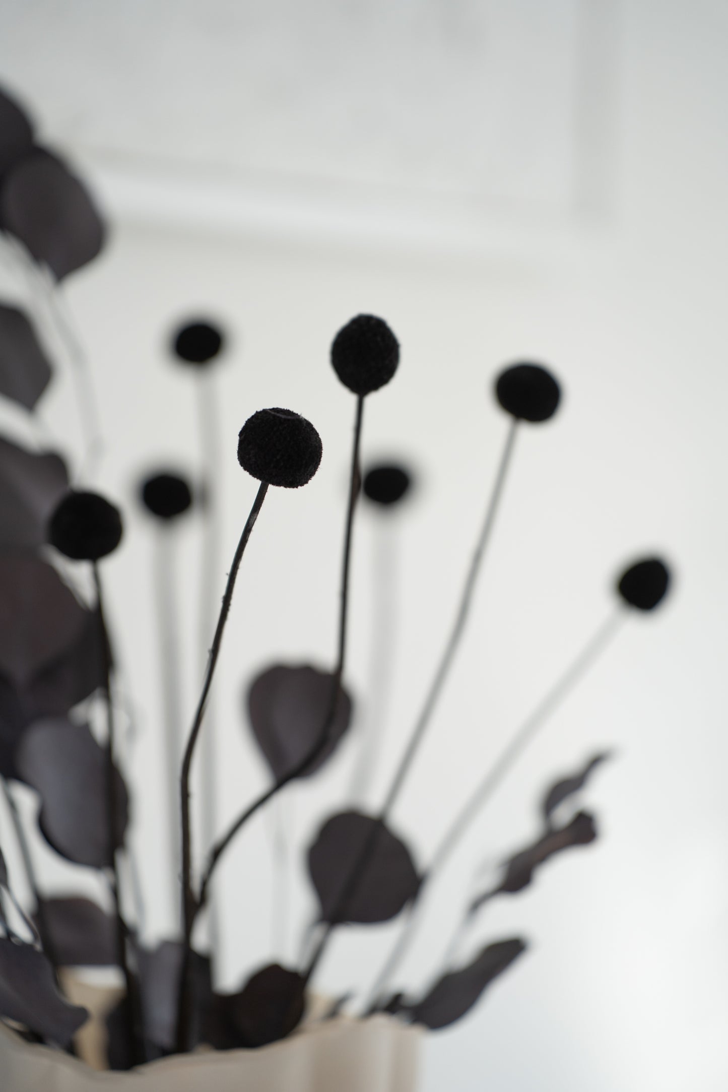 Craspedia Trockenblumen schwarz – 15 Stiele Deko Bund modern