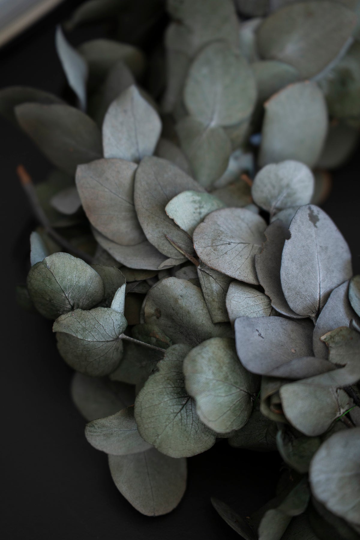 Eukalyptus-Kranz in Spiralform, Naturgrün