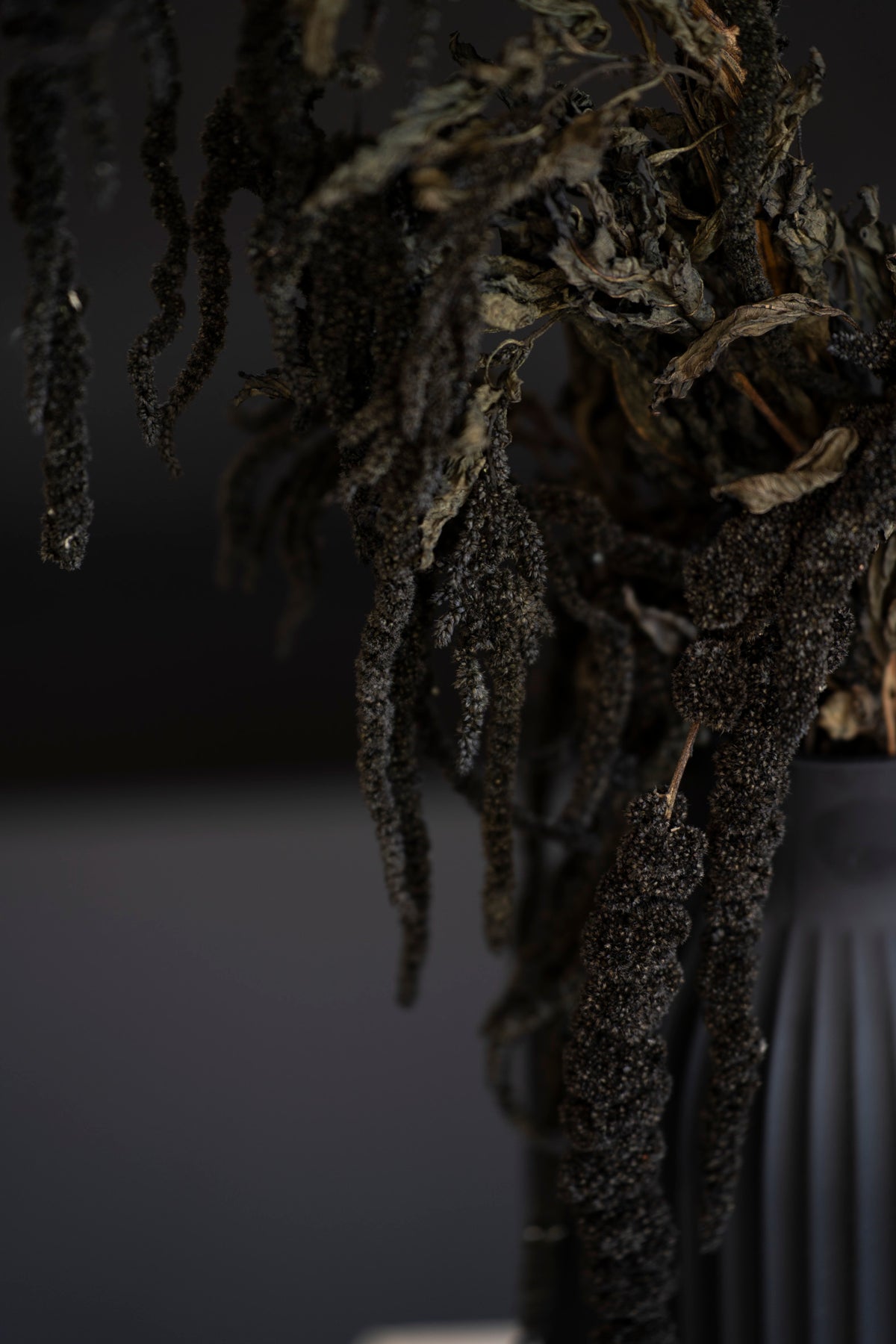 Getrocknete Amaranthus Caudatus Dreadlocks