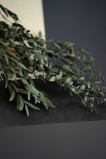Konservierter Eukalyptus Parvifolia, grün