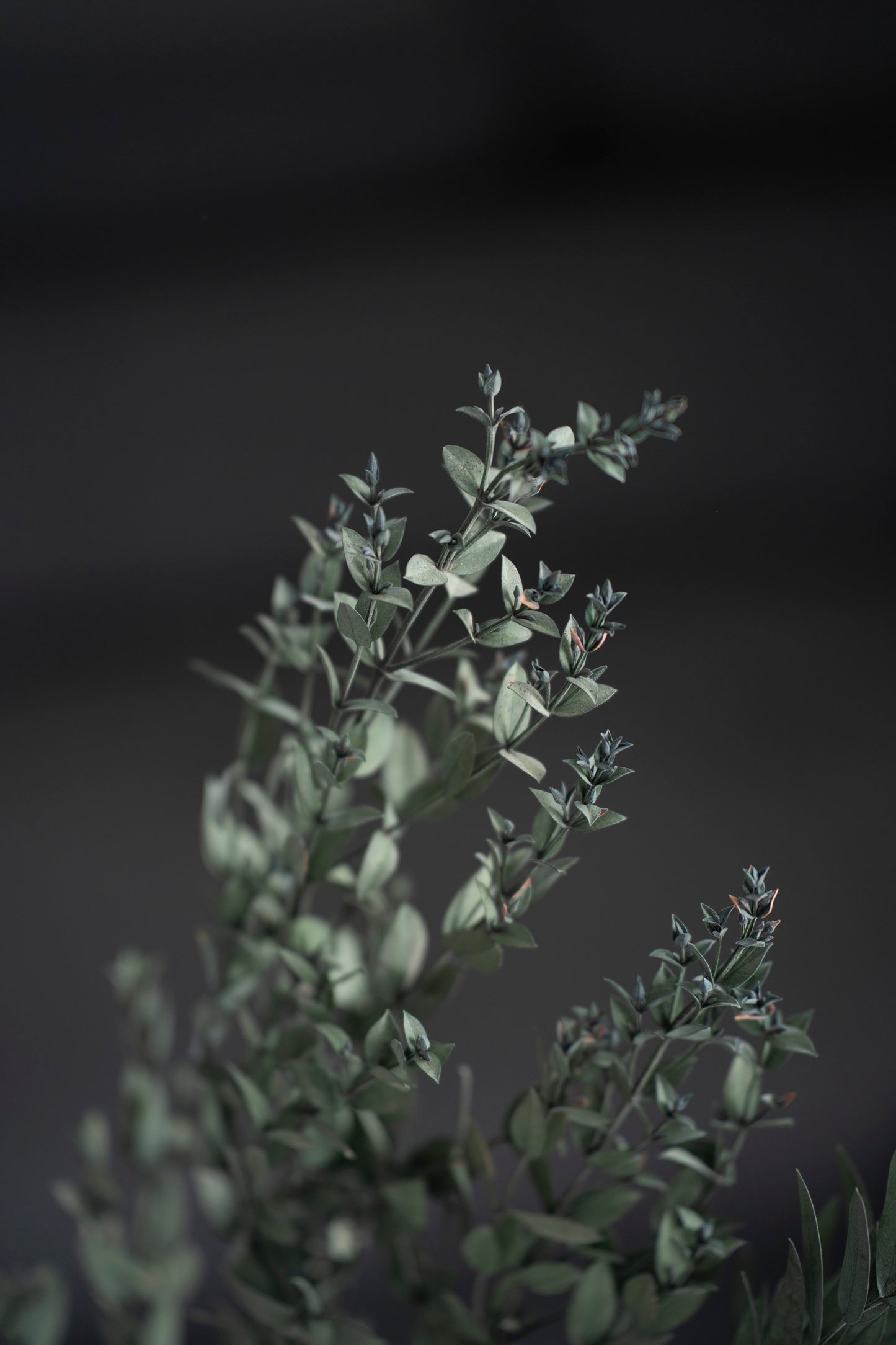 Konservierter Eukalyptus Parvifolia, grün