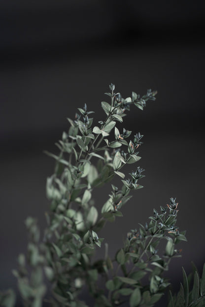 Konservierter Eukalyptus Parvifolia, grün