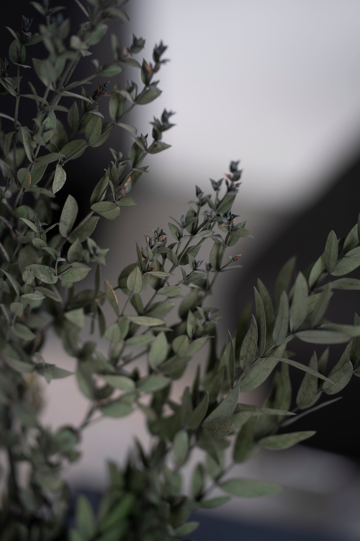 Konservierter Eukalyptus Parvifolia, grün