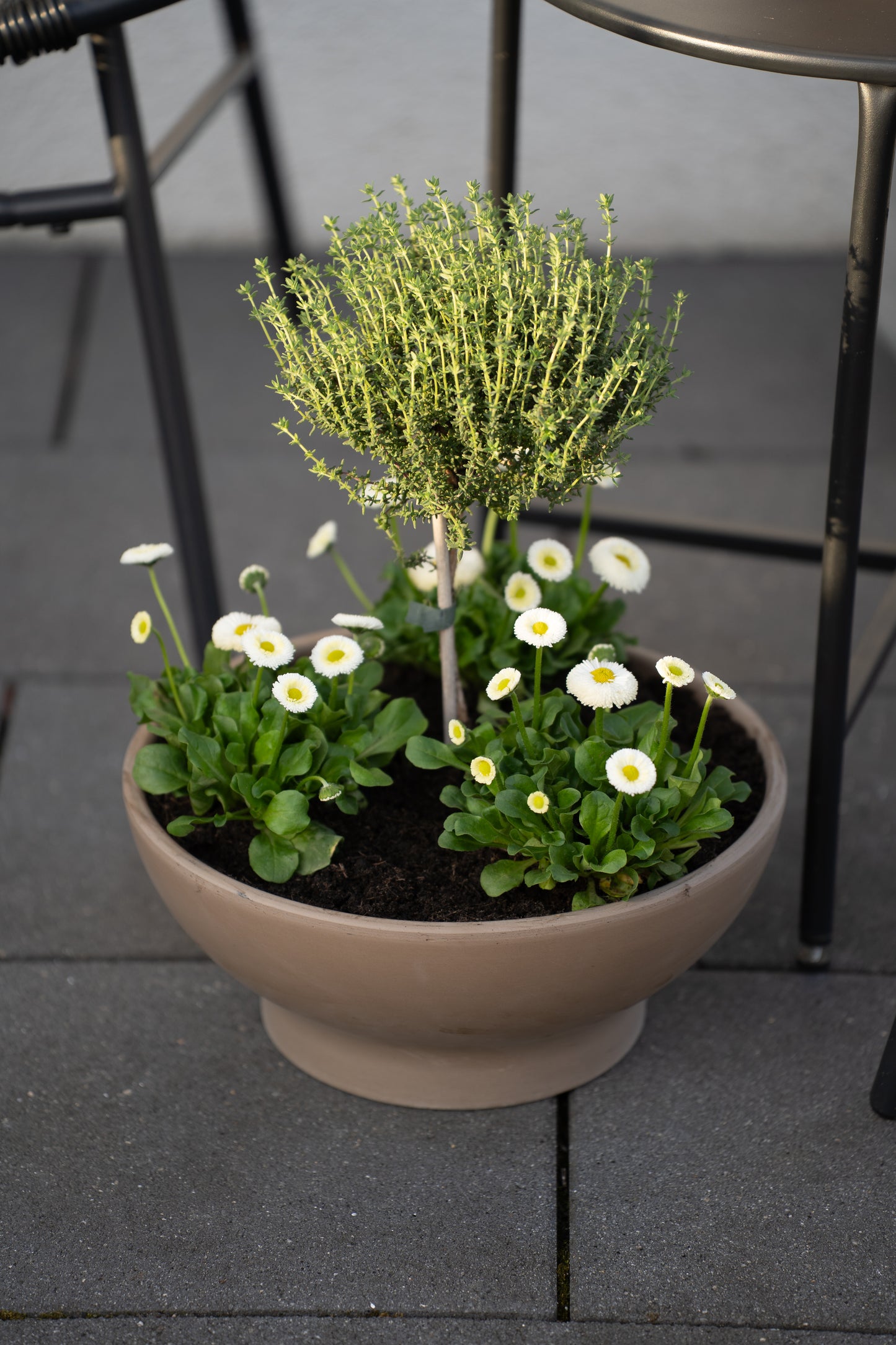 Pflanzschale braun mit Loch – Blumenschale rund