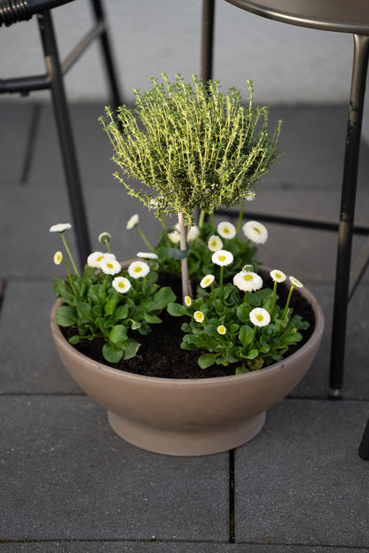 Pflanzschale braun mit Loch – Blumenschale rund